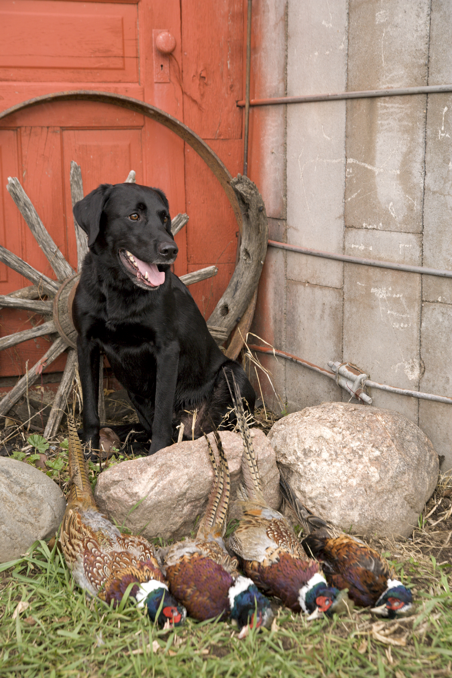 Different Hunting Dogs and What Makes Them a Top Dog