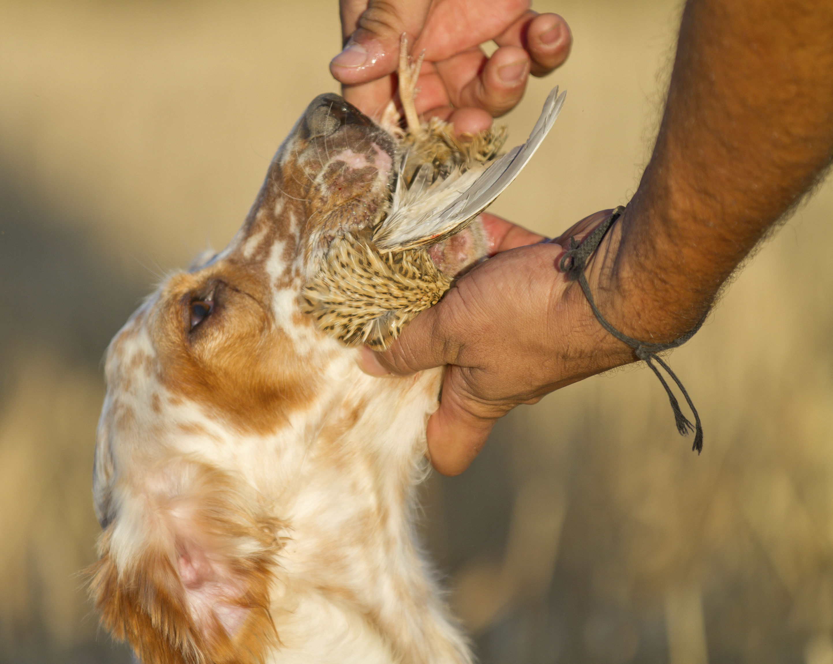 Your Gun Dog — Different Ways To Train Your Hunting Companion